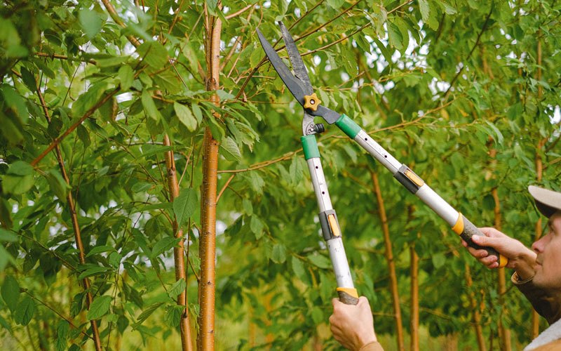 Tree trimming in Fordland, MO